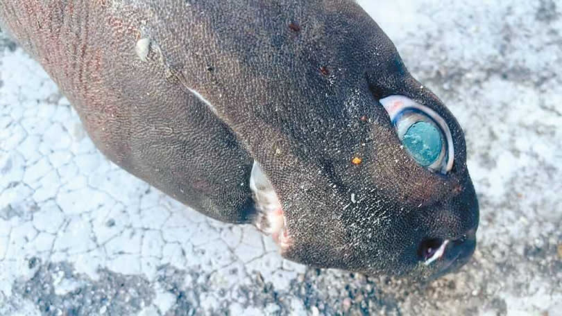 「鎧鯊」又名「黑鮫」，屬於深海底棲性鯊魚，全身上下都具有食用價值，但在國際間遭大量捕捉獲取魚皮和魚肝油，已被國際自然保護聯盟列為易危物種。（蕭嘉蕙攝）