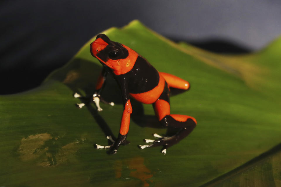 An Oophaga lehmanni "Red" stands at the “Tesoros de Colombia” frog breeding center in Cundinamarca, Colombia, Monday, May 20, 2019. The species, that is poisonous in the wild but in captivity does not consume the food it needs to become toxic, is so rare that collectors refer to it as "the holy grail. (AP Photo/Fernando Vergara)