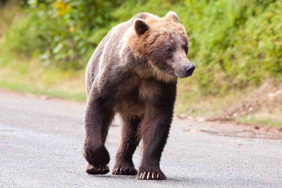 <p>Getty</p> brown bear -- stock image