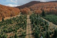 View of fir trees, grown to be sold as Christmas trees, at a farm in the village of Taxiarchis, during the coronavirus disease (COVID-19) pandemic, in the region of Chalkidiki