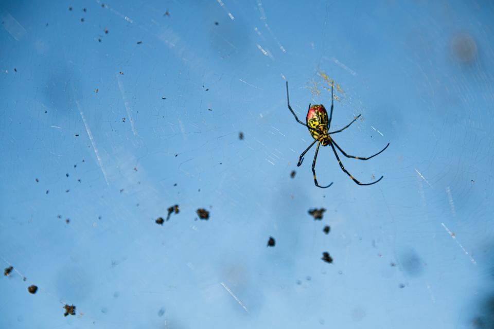 Joro spider in its web