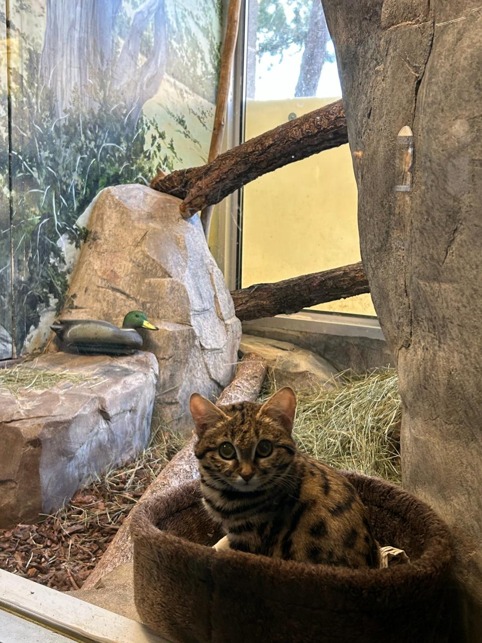 Gaia, the newest resident at Utah's Hogle Zoo is a black-footed cat, which is the smallest species of wild cat in Africa.