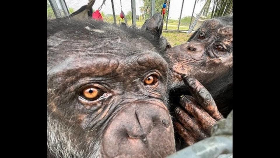 The chimps were confined indoors until their rescue, according to the sanctuary.