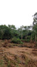 Fallen trees following Cyclone Idai are seen Chipinge, Zimbabwe, March 17, 2019 in this still image taken from social media video. Tony Saywood via REUTERS