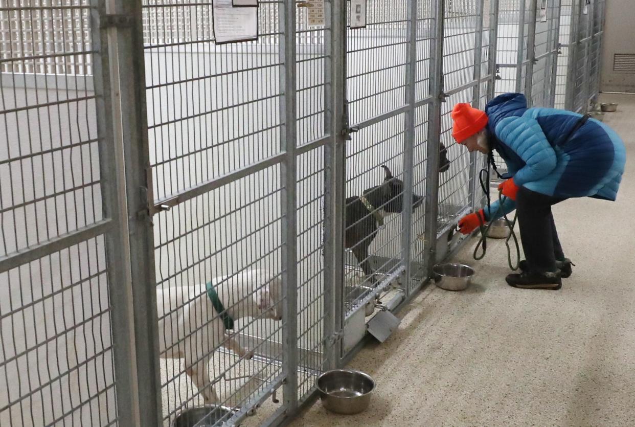 Frances Kline, a volunteer at Summit County Animal Control, gets ready to take Halo out of the adoption kennel on Tuesday for some exercise. The kennel in Akron has not reported any cases of a mystery dog disease that is spreading nationwide.