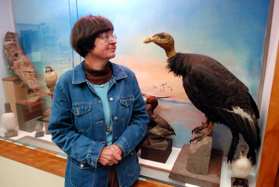 FILE - In this Aug. 5, 2009, file photo, curator Pam Service stands next to a stuffed condor, one of the last condors to fly over California's North Coast, at the Clarke Historical Museum in Eureka, Calif. The Yurok Tribe has signed agreements leading to the first release of captive-bred condors into the northern half of their historic range _ the sparsely populated Redwood Coast of Northern California. The tribe, based at the mouth of the Klamath River, has been working the past five years under a federal grant to establish whether the rare birds can survive in a place they have not lived for a century. (AP Photo/Jeff Barnard, File)