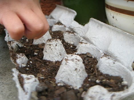 Kitchen herb garden