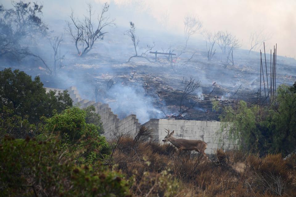 <p>A deer looks for an escape route in an area burned by the La Tuna fire in the Shadow Hills neighborhood of Los Angeles, Calif., Sept. 2, 2017. (Photo: Robyn Beck/AFP/Getty Images) </p>