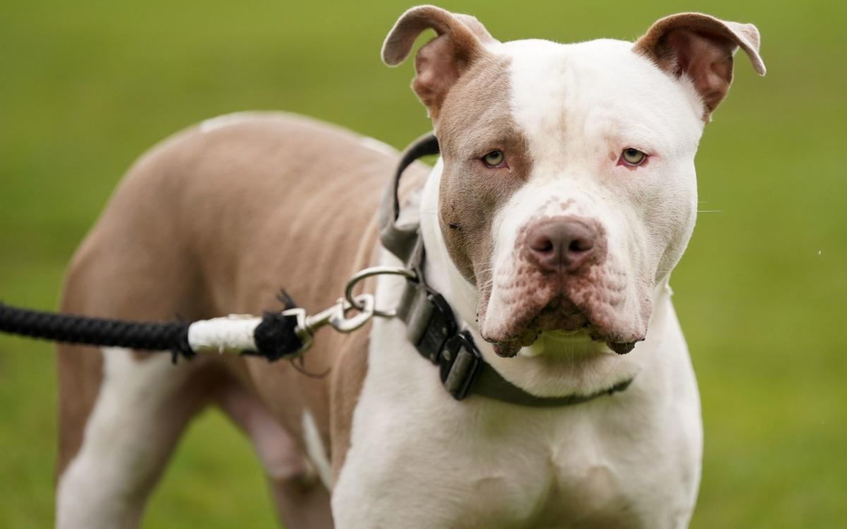 Police officer seriously injured after ‘attack by XL bully dog’