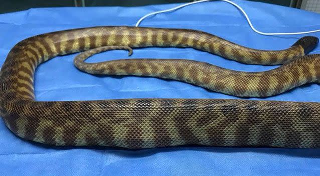 It is believed the pillowcase stuck to the black headed python's food. Source: HerpVet/ Facebook