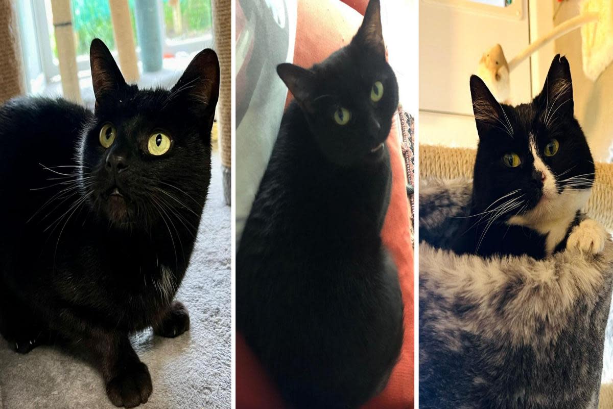 Special appeal made to find homes in Warrington for three cats <i>(Image: RSPCA)</i>