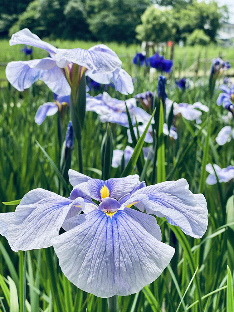 北山公園（Image Source : Getty Creative）