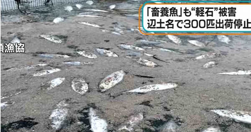 不少魚類竟將這些浮石當成飼料吞下肚。（圖／翻攝自ANN News）