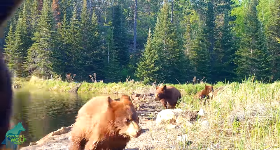 The bears have attacked trail cameras near the same site on five separate occasions, researchers said.