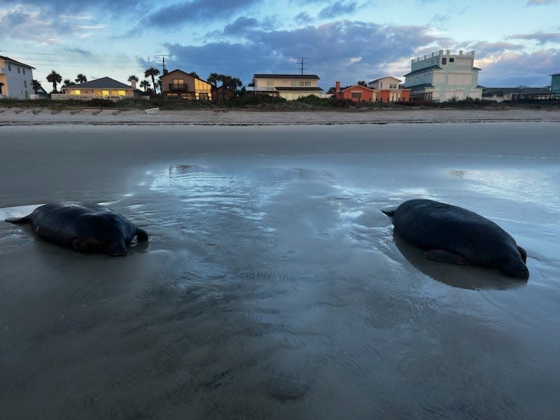 Two manatees rest on the beach at Ponce Inlet on Tuesday morning. Officials believe the pair went onto the beach as part of normal mating behavior.