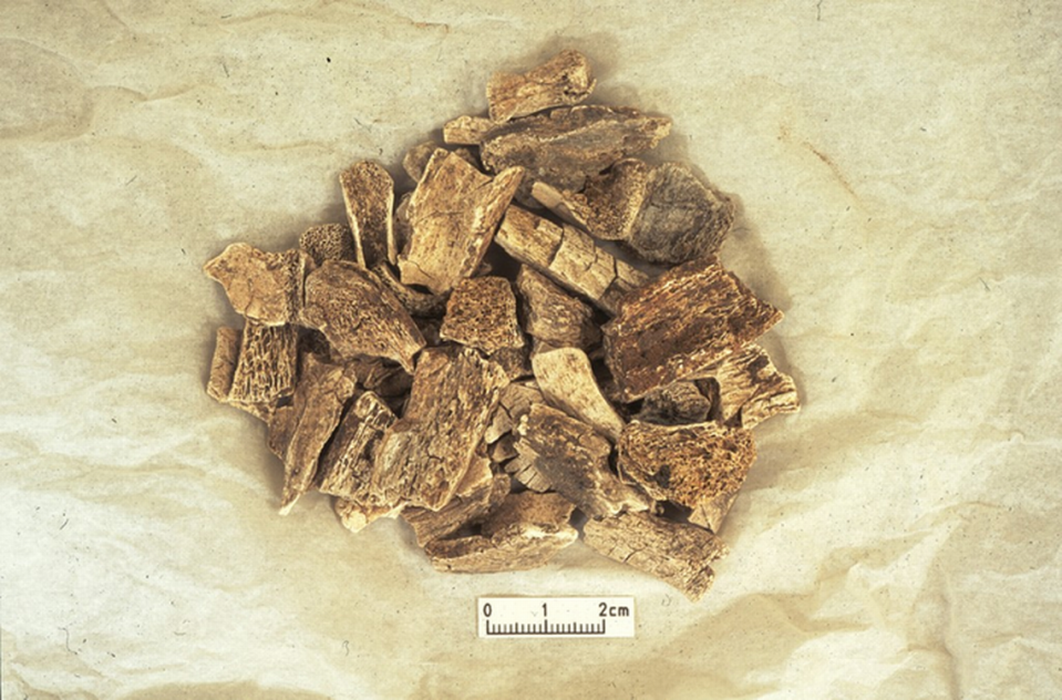 The cremated bone fragments found at the cemetery. Photo from Julian Richards and University of York