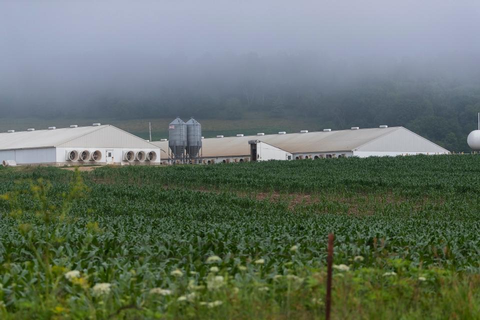 Two large hog barns are shown at the farm of Howard "AV" Roth June 30, 2021, in Crawford County near Wauzeka.