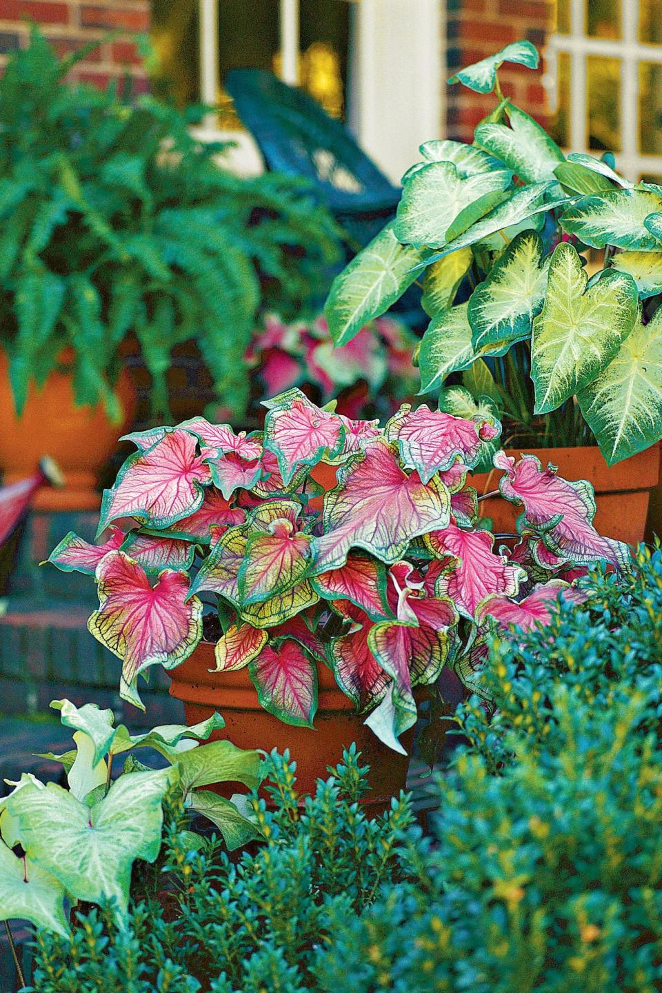 Caladiums