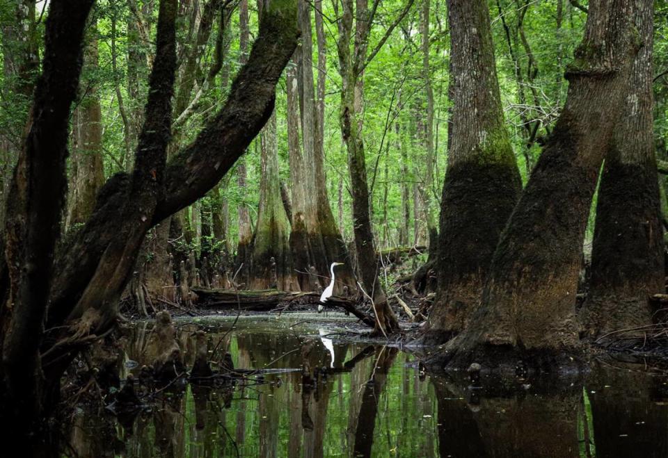 An egret pauses in its hunt to eye a kayaker passing through its quiet corner of the Edisto River swamp. The rare and natural beauty of the Edisto River the the ACE Basin are home to hundreds of species of migrating and year-round birds and waterfowl. Matt Richardson/Special to The Island Packet and Beaufort Gazette