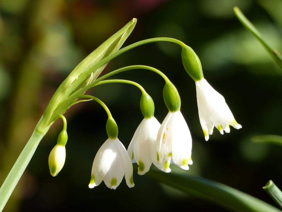 1) Snowdrop