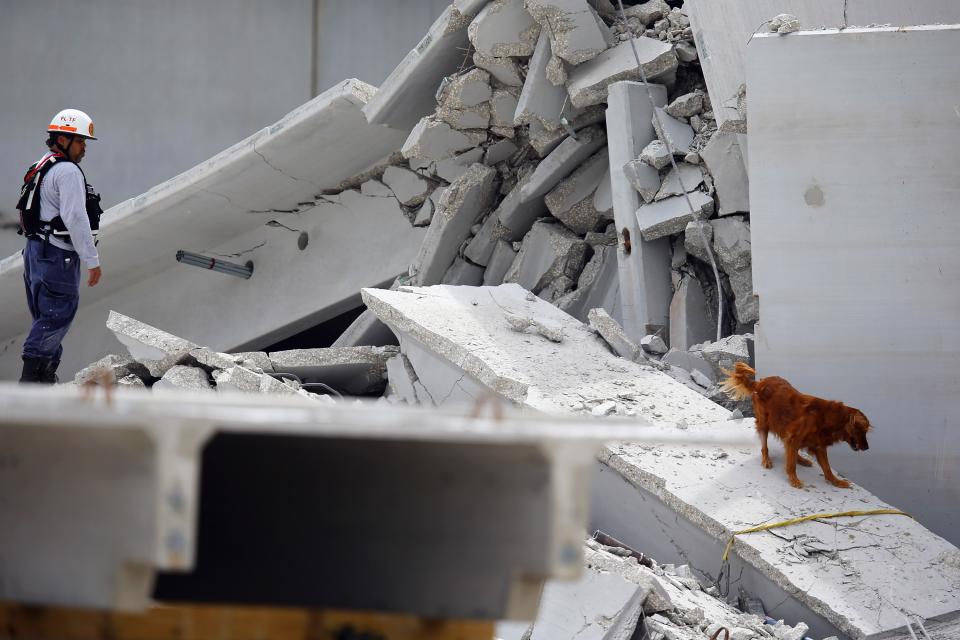 DORAL, FL - OCTOBER 10: A search and rescue dog is used to find possible survivor in the rubble of a four-story parking garage that was under construction and collapsed at the Miami Dade College’s West Campus on October 10, 2012 in Doral, Florida. Early reports indicate that one person was killed, at least seven people injured and an unknown number of people may be buried in the rubble. (Photo by Joe Raedle/Getty Images)