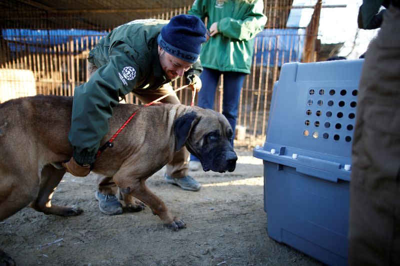 FILE PHOTO: South Korea aims to ban eating dogs