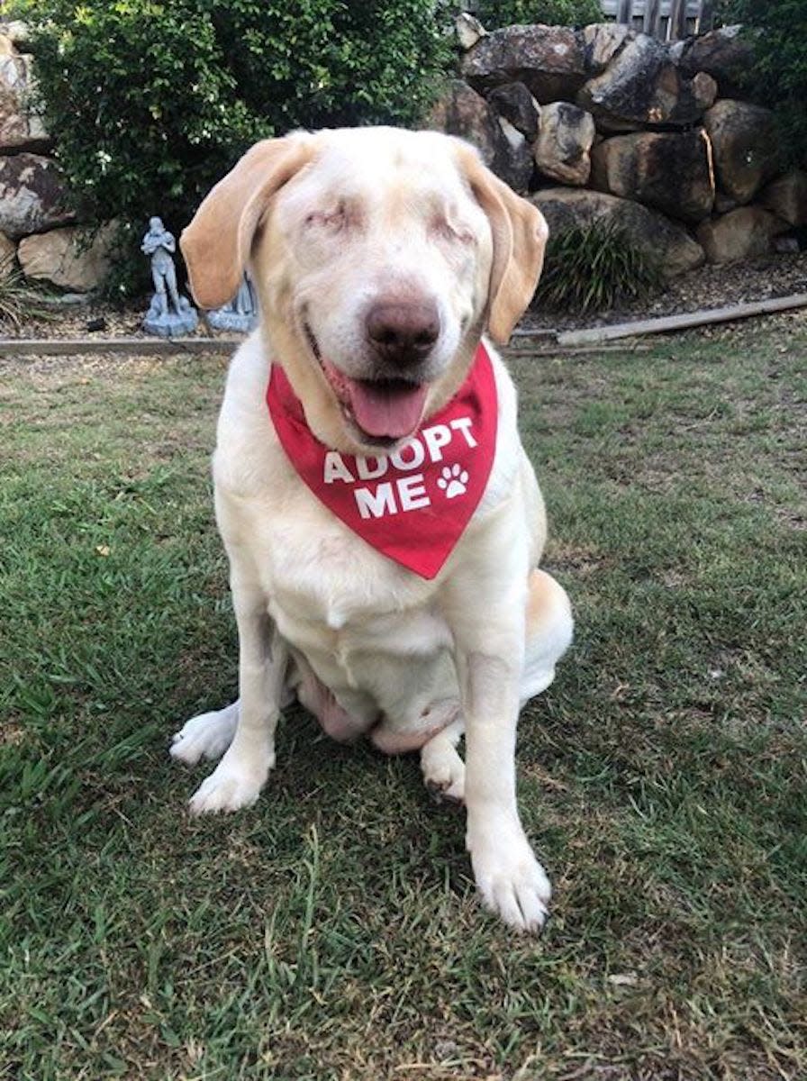 Dumpling the blind lab AFTER