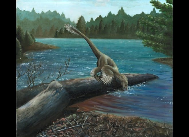 The Sinornithosaurus millenii pauses for a drink.