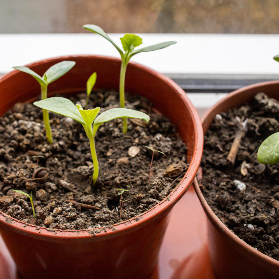 Melons growing in soil