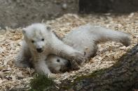 Twin polar bear cubs play outside in their enclosure at Tierpark Hellabrunn in Munich, March 19, 2014. The 14 week-old cubs born to mother Giovanna and who have yet to be named, made their first public appearance on Wednesday. REUTERS/Michael Dalder (GERMANY - Tags: ANIMALS SOCIETY TPX IMAGES OF THE DAY)