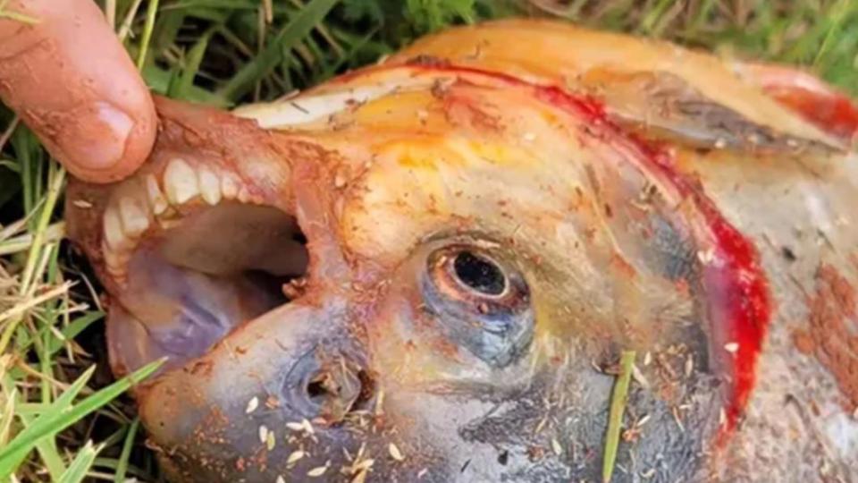 這隻魚的牙齒與人類非常像。（圖／翻攝自Twitter@OKWildlifeDept）
