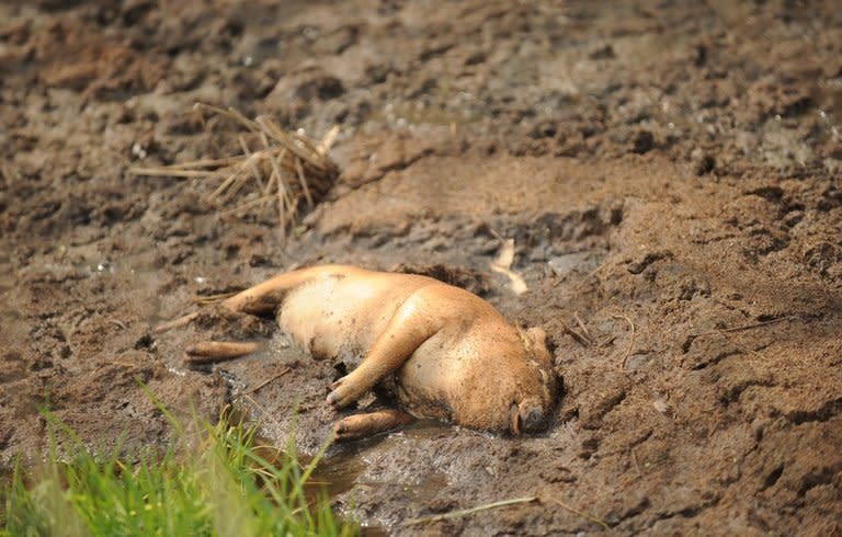 A dead pig in China's eastern Zhejiang province on March 14, 2013. Thousands of dead pigs in a Shanghai river have cast a spotlight on China's poorly regulated farm production, with the country's favourite meat joining a long list of food scares