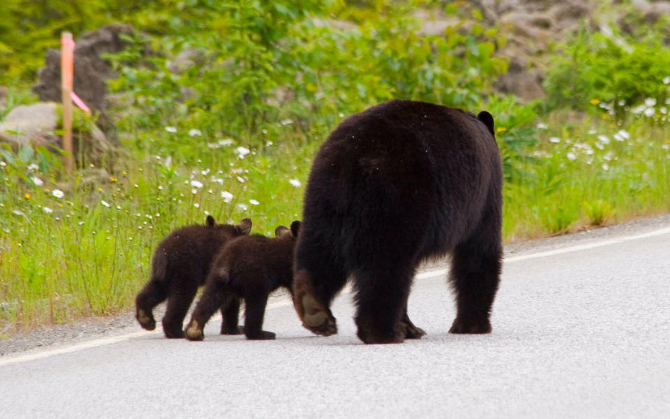 Pictured in this file picture is an adult bear with two bear cubs walking along a road.
