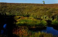 A contractor walks across moorland whilst planting Sphagnum Moss as part of a conservation project on Black Ashop moor near Glossop