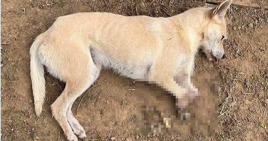 台灣之心發現犬隻2隻前腳，因獸鋏、山豬吊殘缺斷肢。（圖／報系資料照）