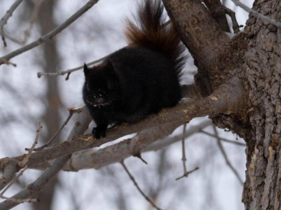 A squirrel keeps an eye on a CBC photographer in Gatineau Park this month. (Jean Delisle/CBC - image credit)