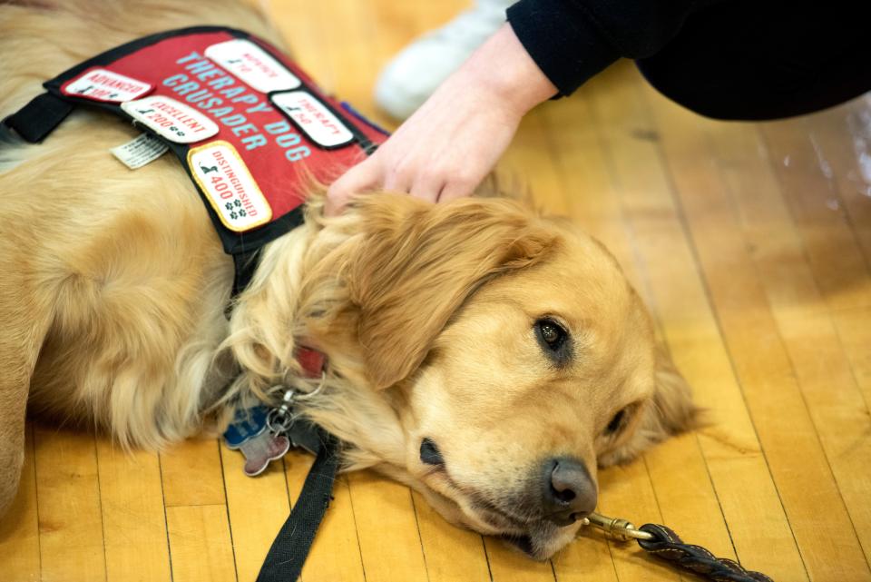 Crusader, a therapy dog, appears in his glory.