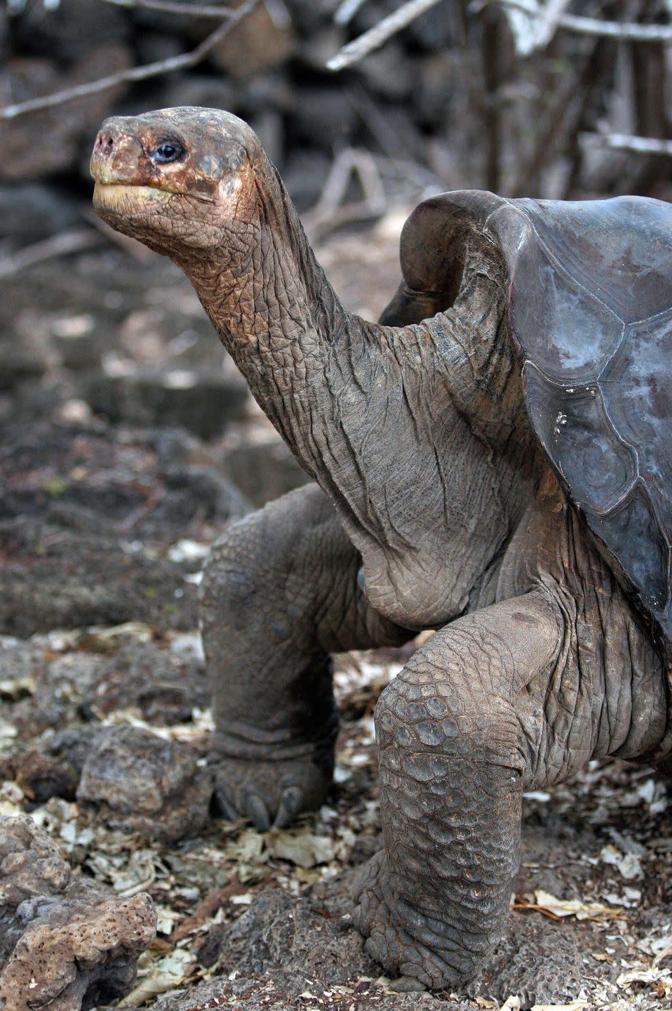 Pinta Island Tortoise