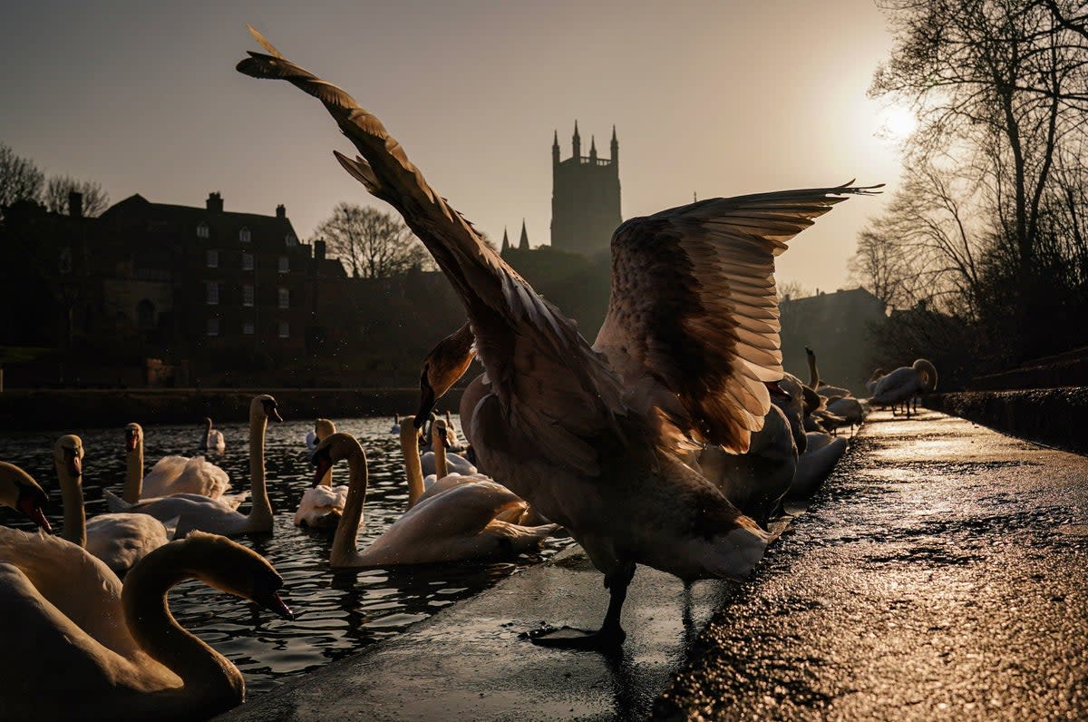 15 February 2023: Swans by the River Severn in Worcester. (PA)