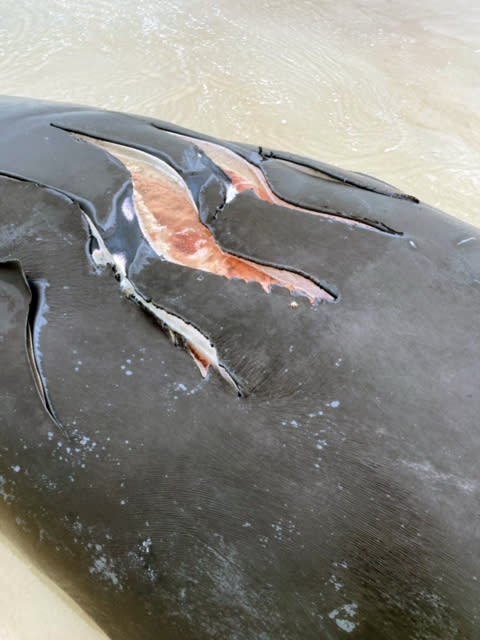 This photo provided by Anastasia State Park shows a baby whale that washed ashore at Anastasia State Park near St. Augustine, Fla., Saturday, Feb. 13, 2021. The plight of endangered right whales took another sad turn Saturday, when a baby whale, possibly two months old, washed ashore on a Florida beach with telltale signs of being struck by a boat. (Anastasia State Park via AP)