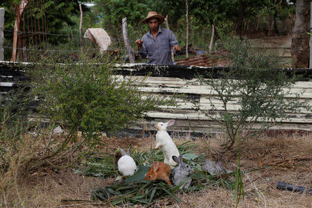 Farmer Luis Ramos, 25, checks rabbits he just fed in Havana, Cuba, December 17, 2018. REUTERS/Stringer