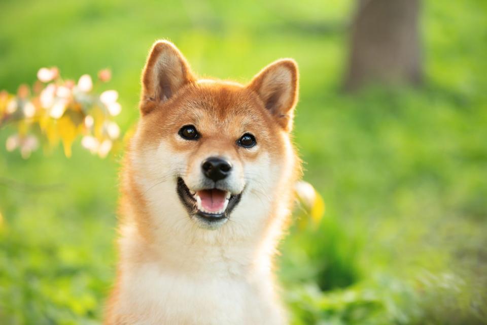 A Shiba Inu dog standing in a garden.