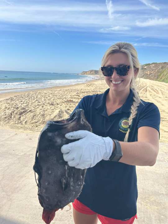 Seasonal lifeguard Sierra Fockler with a Pacific Footballfish discovered on the shores of Crystal Cove State Park on Oct. 13, 2023. (Courtesy of California State Parks)
