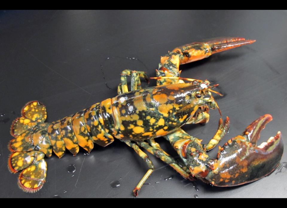 This May 9, 2012 photo provided by the New England Aquarium in Boston shows a rare calico lobster that could be a 1-in-30 million, according to experts. The lobster, discovered by Jasper White's Summer Shack and caught off Winter Harbor, Maine, is being held at the New England Aquarium for the Biomes Marine Biology Center in Rhode Island. The lobster is dark with bright orange and yellow spots. (AP Photo/New England Aquarium, Tony LaCasse)