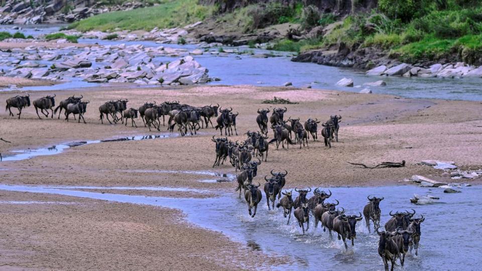 <div class="inline-image__caption"><p>Wildebeests run across a sandy riverbed of the Sand River as they arrive into Kenya's Maasai Mara National Reserve from Tanzania's Serengeti National Park during the start of the annual migration July 18, 2020.</p></div> <div class="inline-image__credit">Tony Karumba/Getty</div>