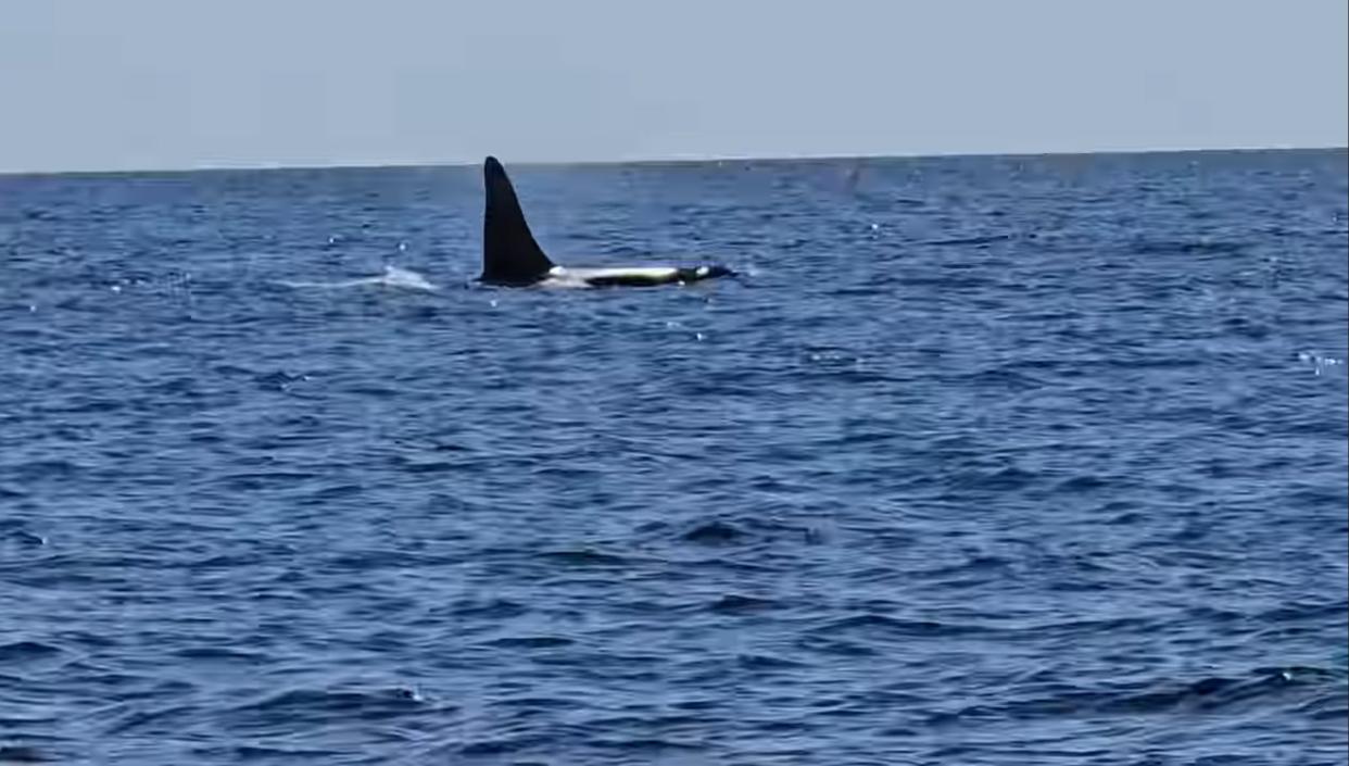 During a tuna fishing outing about seven miles off Chatham on June 2, 2024 on Orleans resident and Brewster business owner Paul van Steensel's boat, the orca known as Old Thom was observed coming and going from the surface. This image is a still from video footage van Steensel recorded of the encounter.