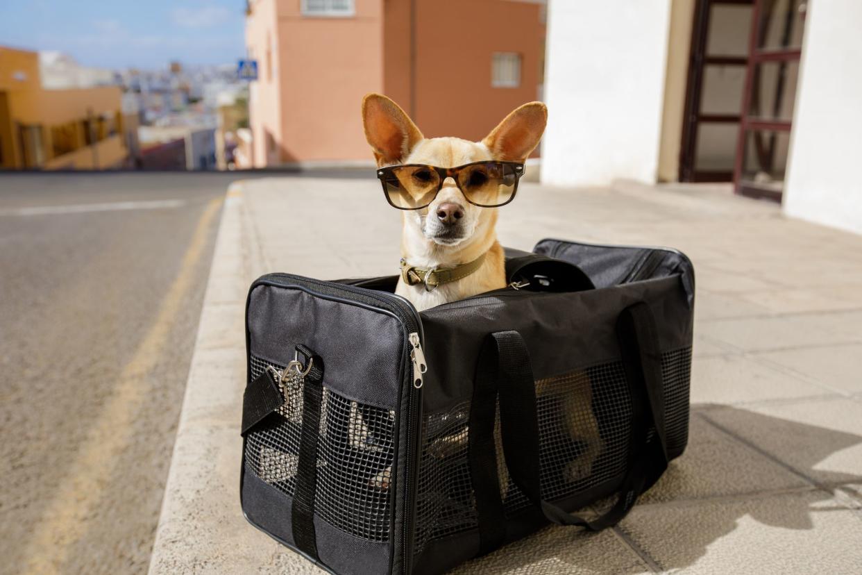 chihuahua  dog in transport bag or box ready to travel as pet in cabin in plane or airplane  , wearing sunglasses