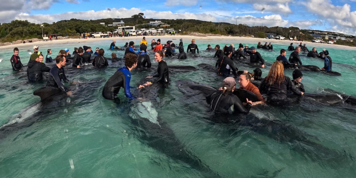 Rescuers gold pilot whales in the water near a beach