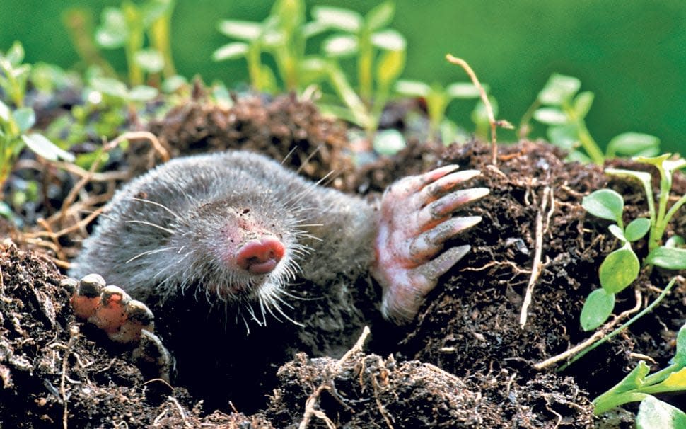 Dig for victory: Mole hills can be a health and safety hazard in our gardens - Alamy