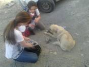Two protesters are aiding a stray dog after he was attacked with pepper spray by riot police #occupyGezi <a href="http://pic.twitter.com/6AmqIZGEhS" rel="nofollow noopener" target="_blank" data-ylk="slk:pic.twitter.com/6AmqIZGEhS;elm:context_link;itc:0;sec:content-canvas" class="link ">pic.twitter.com/6AmqIZGEhS</a>